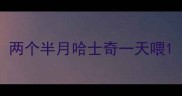 两个半月哈士奇一天喂