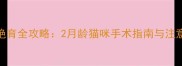 幼猫绝育全攻略2月龄猫咪手术指南与注意事项