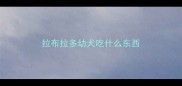 拉布拉多幼犬吃什么东西