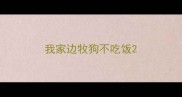 我家边牧狗不吃饭