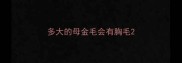 多大的母金毛会有胸毛