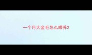 一个月大金毛怎么喂养