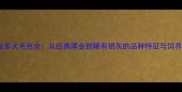 拉布拉多犬毛色全从经典黑金到稀有银灰的品种特征与饲养指南