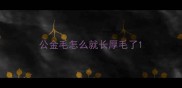 公金毛怎么就长厚毛了