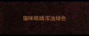 猫咪眼睛浑浊绿色
