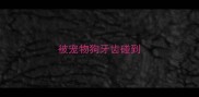 被宠物狗牙齿碰到