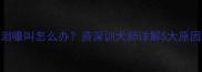 边牧半夜流泪嚎叫怎么办资深训犬师详解5大原因及应对措施