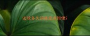 边牧多久训练定点排便