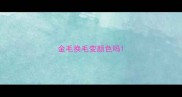 金毛换毛变颜色吗