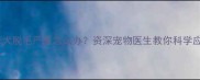 哈士奇母犬脱毛严重怎么办资深宠物医生教你科学应对方案