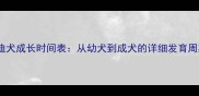 泰迪犬成长时间表从幼犬到成犬的详细发育周期