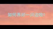 如何养好一只边牧