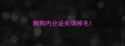狗狗内分泌失调掉毛