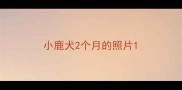 小鹿犬2个月的照片