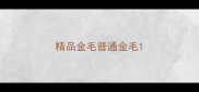 精品金毛普通金毛