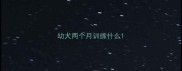 幼犬两个月训练什么