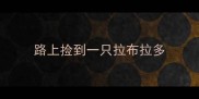 路上捡到一只拉布拉多