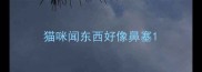 猫咪闻东西好像鼻塞
