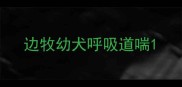 边牧幼犬呼吸道喘