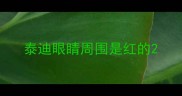 泰迪眼睛周围是红的