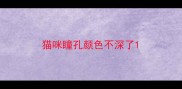 猫咪瞳孔颜色不深了
