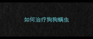 如何治疗狗狗螨虫