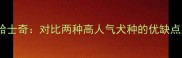 黑色柴犬VS哈士奇对比两种高人气犬种的优缺点及饲养指南