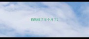 狗狗咳了半个月了
