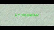 五个月的恶霸肩高