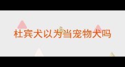 杜宾犬以为当宠物犬吗
