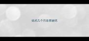 幼犬几个月容易缺钙