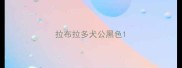 拉布拉多犬公黑色