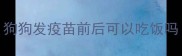 狗狗发疫苗前后可以吃饭吗