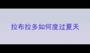 拉布拉多如何度过夏天