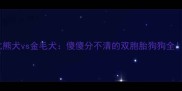 比熊犬vs金毛犬傻傻分不清的双胞胎狗狗全