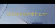 拉布拉多幼犬喝什么水