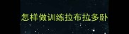 怎样做训练拉布拉多卧