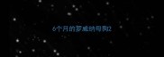 6个月的罗威纳母狗