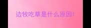 边牧吃草是什么原因