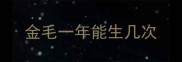 金毛一年能生几次