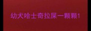幼犬哈士奇拉屎一颗颗
