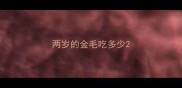 两岁的金毛吃多少