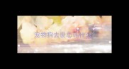 宠物狗去世忌讳什么