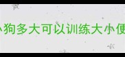 小狗多大可以训练大小便