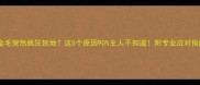 金毛突然疯狂刨地这5个原因90主人不知道附专业应对指南