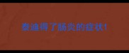 泰迪得了肠炎的症状
