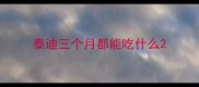 泰迪三个月都能吃什么