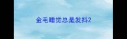 金毛睡觉总是发抖
