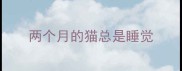 两个月的猫总是睡觉