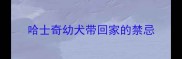 哈士奇幼犬带回家的禁忌